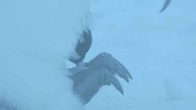 Mother and chick are safe. - Dynasties