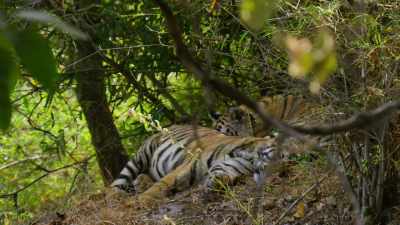 Mother and sons - Dynasties