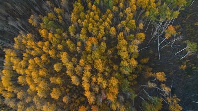 Mother trees nurture their saplings. - A World of Calm