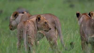 Mothers carrying young
cannot grip the ice. - Dynasties