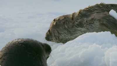 Mothers stay with their
pups for six weeks, - Frozen Planet II