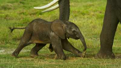 Mothers struggle to raise
their young. - Serengeti