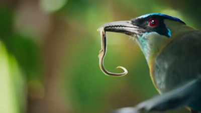 Motmots have a taste for reptiles. - Super/Natural