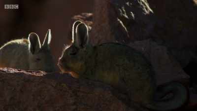 Mountain viscacha are up early - Planet Earth: A Celebration