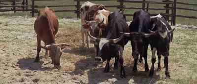 Move, cow. - Alvarez Kelly