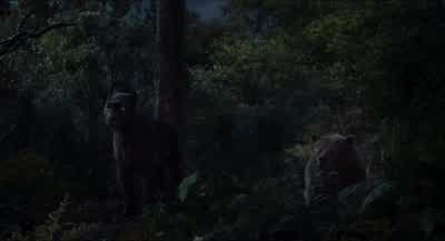 Where is he? - The Jungle Book