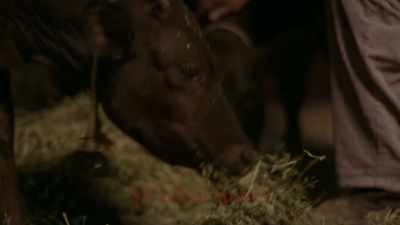 Mr. Angus, you're looking
awfully handsome tonight. - Devilreaux