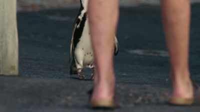 Mr. B is blocked at every turn
by some very inconsiderate giants. - Penguin Town