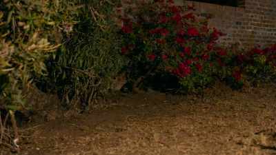 Mr. Bougainvillea doesn't get
much sleep these days. - Penguin Town
