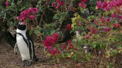 Mr. B's eldest - Penguin Town