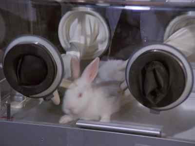 Mr. Bunny has been given
the antidote, check? - Wonder Woman