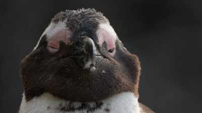 Mr. and Mrs. Culvert
are vastly outnumbered... - Penguin Town