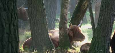 [Mr. Rifkin]
Livestock emit methane
and nitrous oxide. - Eating Our Way to Extinction