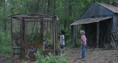 Mr. Stupid doesn't realize
that the tiger really owns him. - The Tiger Rising