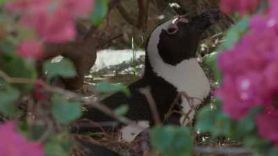 Mrs. B dodged the season's first bullet. - Penguin Town