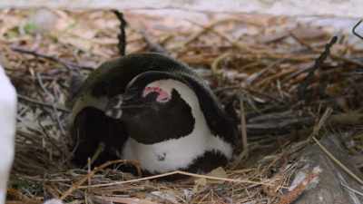 Mrs. Culvert draws the short straw. - Penguin Town