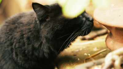 Mrs Tisdall was a cat lover - 35 Serial Killers the World Wants to Forget