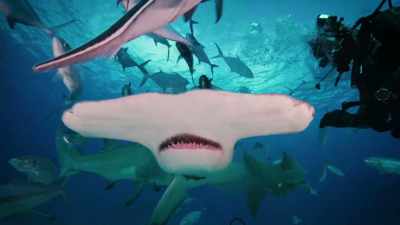 Με δόλωμα έλκουν τους καρχαρίες
στη δοκιμή. - Sharkcano