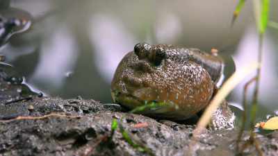 Mudskippers can move their eyes
independently from each other. - Absurd Planet