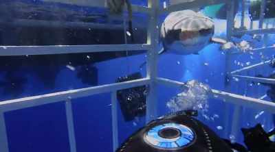 (muffled grunt) - Shark Attack Files