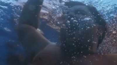 (muffled screams) - Shark Attack Files