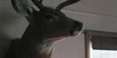 (MUFFLED YELLING) - Yellowstone