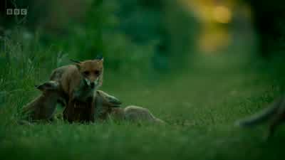 Mum is drained. - Wild London