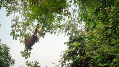Mum uses her size to bend branches and shorten gaps, - Big Beasts