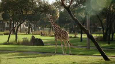 (MUNCHES) - Magic of Disney's Animal Kingdom