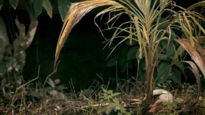 Mungo: WHATEVER THE VILLAGERS
THINK IS THAT DEN, - Expedition Mungo