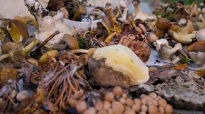 Mushrooms actually
were the window by which - Fantastic Fungi