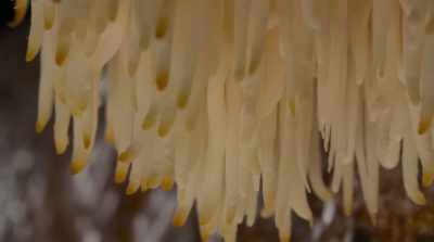 Mushrooms are
completely unusual organisms - Fantastic Fungi