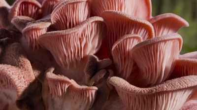 Mushrooms have molecules
not found elsewhere in nature. - Fantastic Fungi
