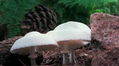 Mushrooms represent rebirth, - Fantastic Fungi