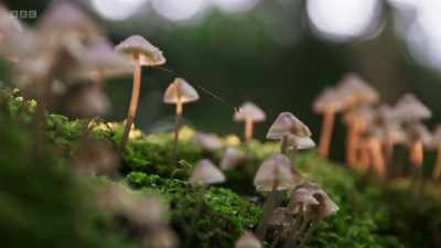 Mushrooms and toadstools
can be highly visible, - Wild Isles