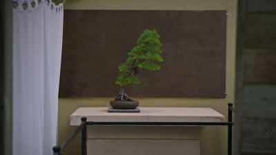 (music building) - Trees and Other Entanglements