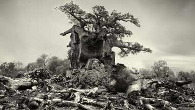 (music fades out) - Trees and Other Entanglements