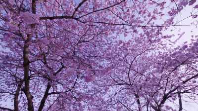 (music fades out) - Trees and Other Entanglements