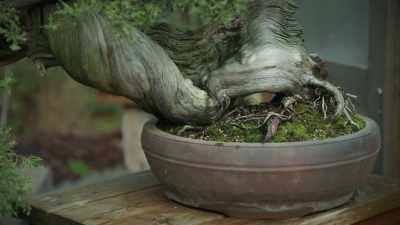 (music fades out) - Trees and Other Entanglements