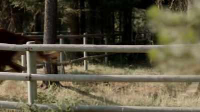  [music heightens] - Mistletoe in Montana