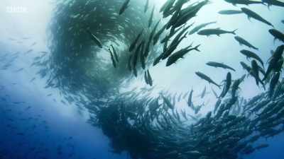 Music and images can create
an experience - Planet Earth: A Celebration