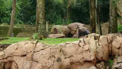 -(MUSIC PLAYING)
-(INDISTINCT CHATTER) - Magic of Disney's Animal Kingdom
