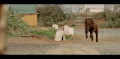 (MUSIC STOPS) - Koko: A Red Dog Story