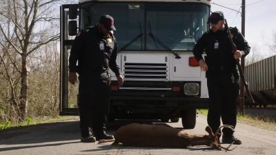 Must have got hit by a car. - NCIS: New Orleans