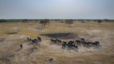 My aim is to protect the elephant
in Hwange. - A Year on Planet Earth