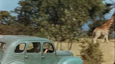 "My car is playing
an indispensable role - The Woman Who Loves Giraffes