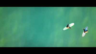 My desire to surf is unwavering, - Envoy: Shark Cull