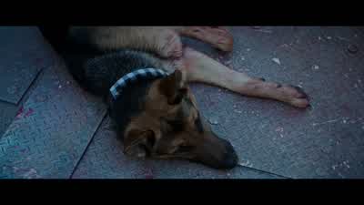 My dog's been shotI repeat canine shotI always hated getting shotsThis was definitely the worst shot I ever got - A Dog's Purpose