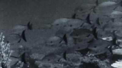 My father had stomach ulcers,
and he found it very easy to eat fish. - Playing with Sharks