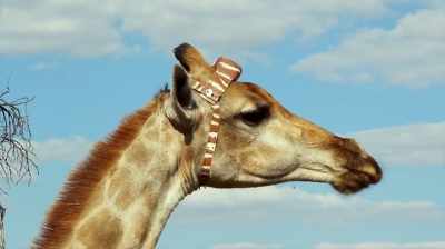My first collars only
collected every four hours. - The Woman Who Loves Giraffes